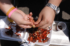 A student peels crawfish during Crawfish Day 2006 sponsored by Student Programing Association. This years Crawfish Day will be held April 26.