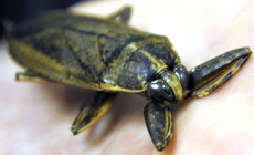 One of the giant water bugs in associate professor of biological sciences Gary LaFleurs collection.