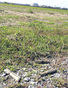 Sugar cane grows in a field alongside Ardoyne Drive.