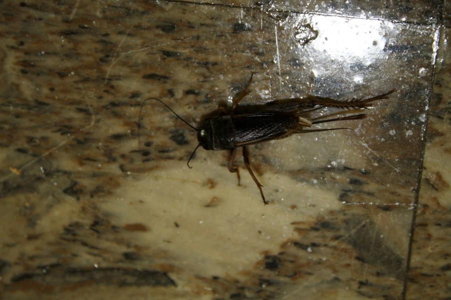 Crickets infest every building on campus. Most of them end up like this one dead from the cold air conditioning.