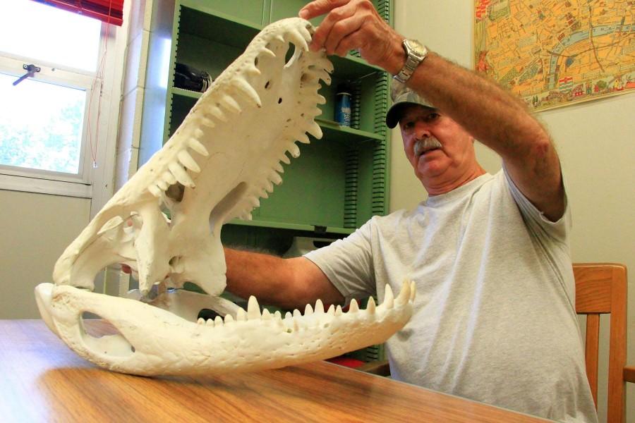 Alongside the skull of an eleven-foot-eight inch alligator, Richard Borne, custodian, displays the mighty jaws of this monster that was killed in a pond on his property about a year and a half ago.