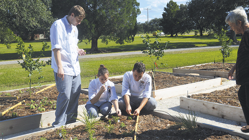 (Left to Right) Culinary majors Adam Suplee from Crownsville, Maryland, Kelci Martinez from Kraemer, LA and Nicholas Lafont from Dulac, LA work in the garden at the Chef John Folse Culinary Institute’s on October 11.