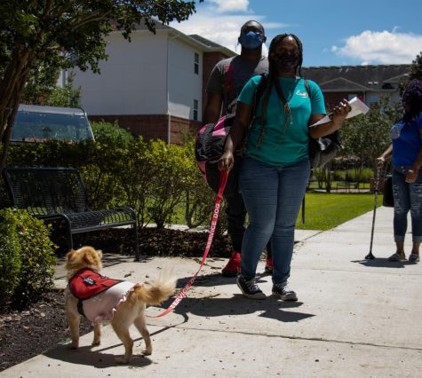 Service dogs on campus