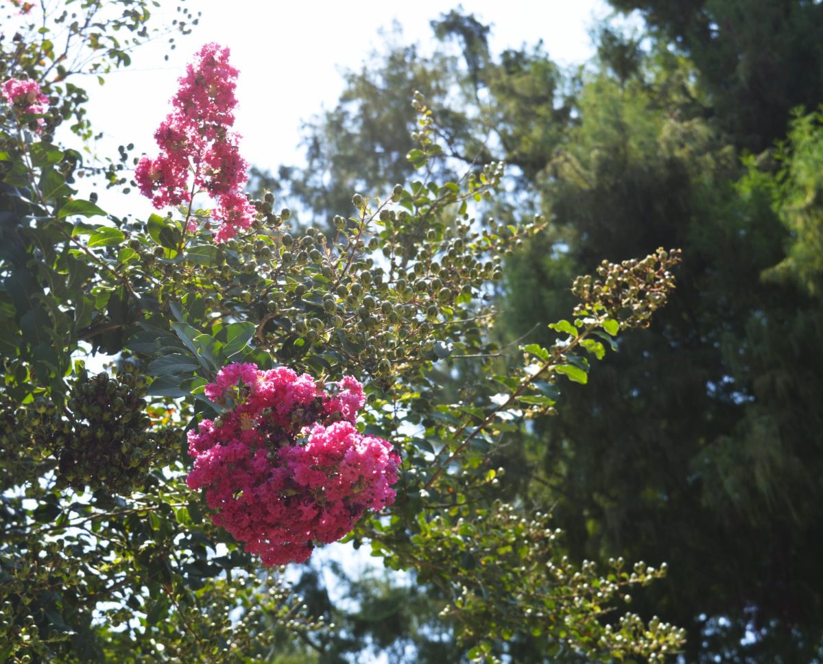 Blooming Crape Myrtles of NSU.